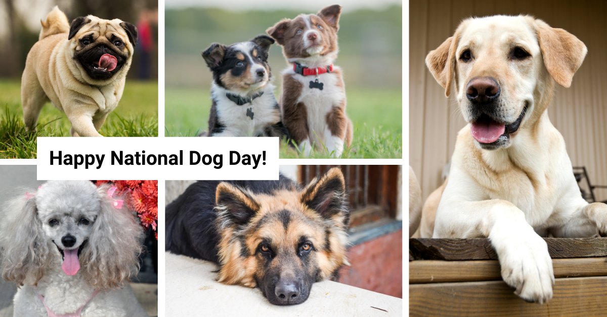 NCBI's tweet photo. In honor of our furry friends on #NationalDogDay, check out NCBI's dog taxonomy page! 🐶 https://t.co/i1aGgi8q6K https://t.co/xD4I5zzy6N