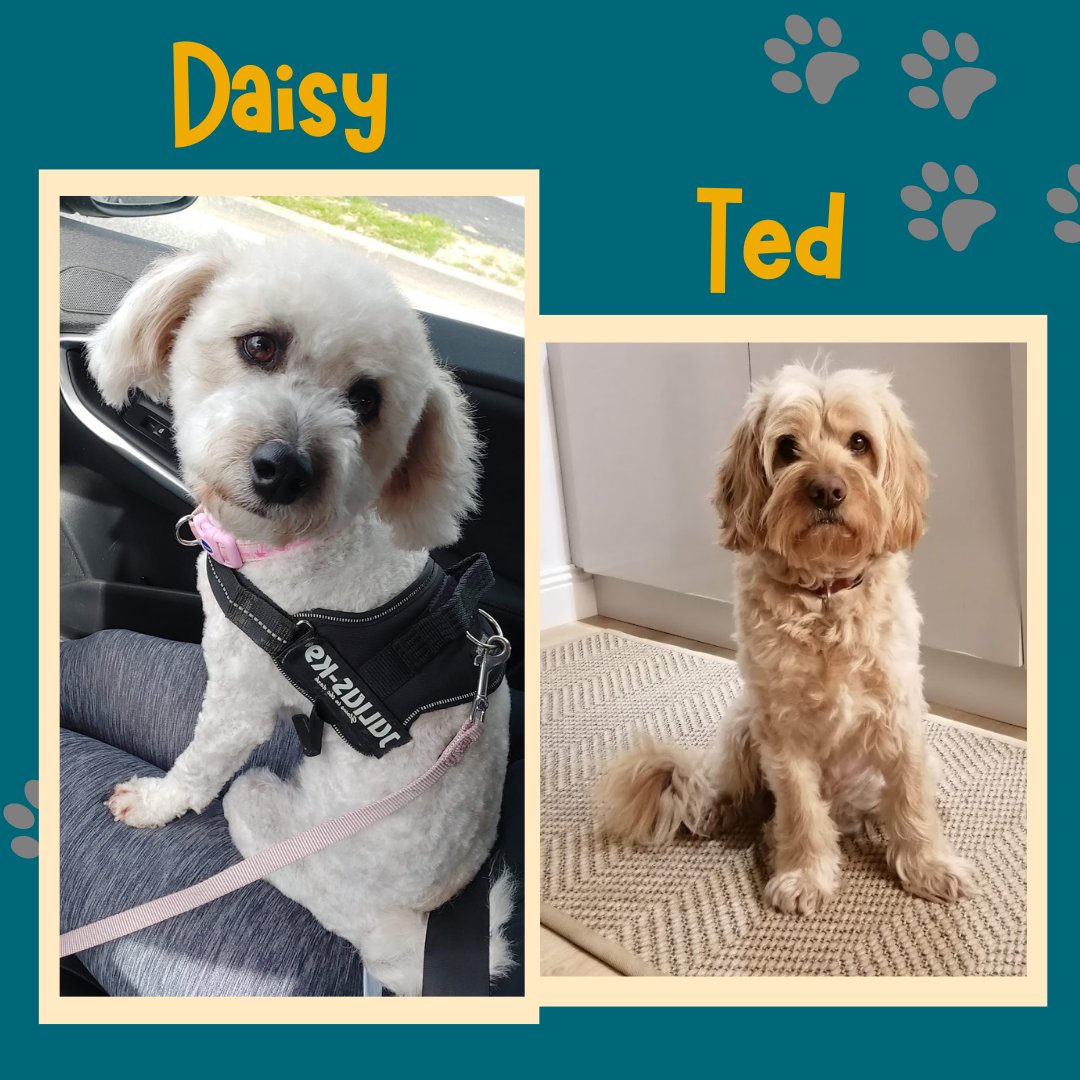 library_MU's tweet photo. Happy International Dog Day! @library_mu Enjoy some photos of the staff's doggos! π #internationaldogday #worlddogday #internationaldogday2022 #librarydogs #MULibrary (2 of 2) https://t.co/cLvOy7nWwY