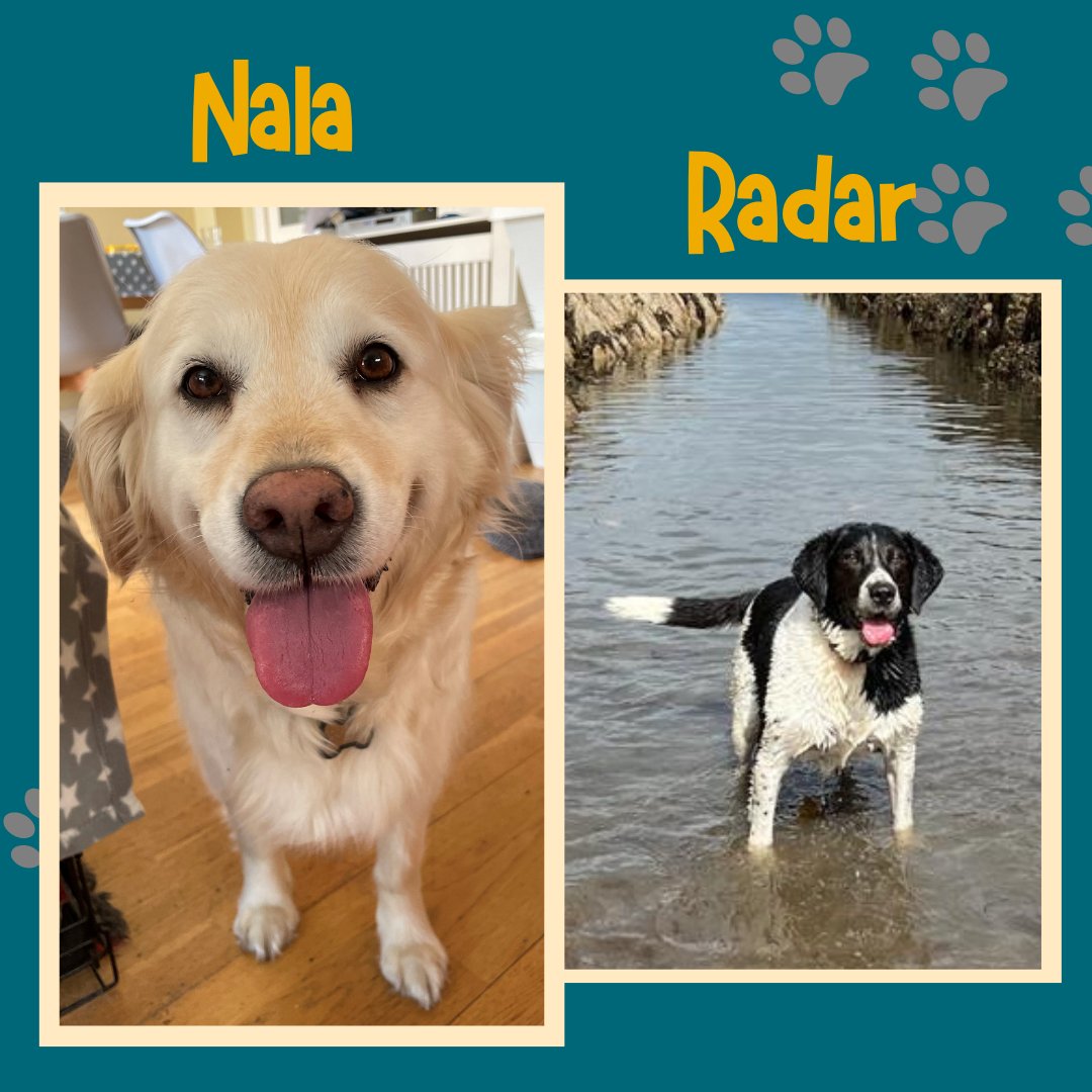 library_MU's tweet photo. Happy International Dog Day! @library_MU we'd like to show that Librarians are not just cat people. Enjoy some photos of the staff's doggos! π #internationaldogday #worlddogday #internationaldogday2022 #librarydogs #MULibrary (1 of 2) https://t.co/7anrOvMHfp