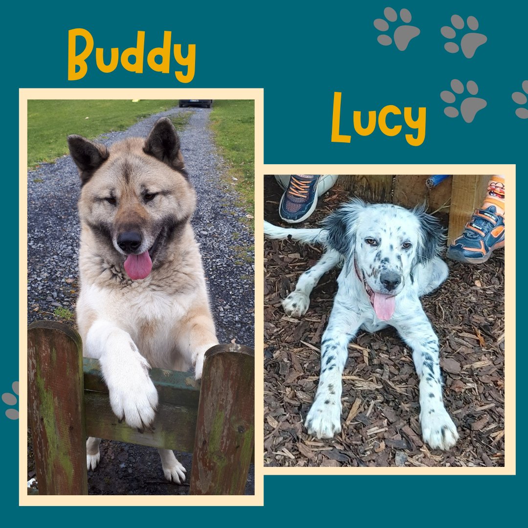 library_MU's tweet photo. Happy International Dog Day! @library_MU we'd like to show that Librarians are not just cat people. Enjoy some photos of the staff's doggos! π #internationaldogday #worlddogday #internationaldogday2022 #librarydogs #MULibrary (1 of 2) https://t.co/7anrOvMHfp