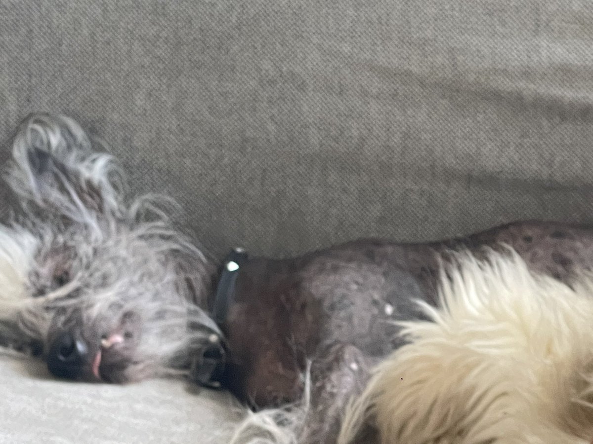 azah_awasum's tweet photo. Itโs routine now. Three times a day I gotta check to make sure my dog ainโt dead ๐ซ. Heโs not dead everybody he just sleeps that way #doggyproblems https://t.co/YDDhgBrGIs