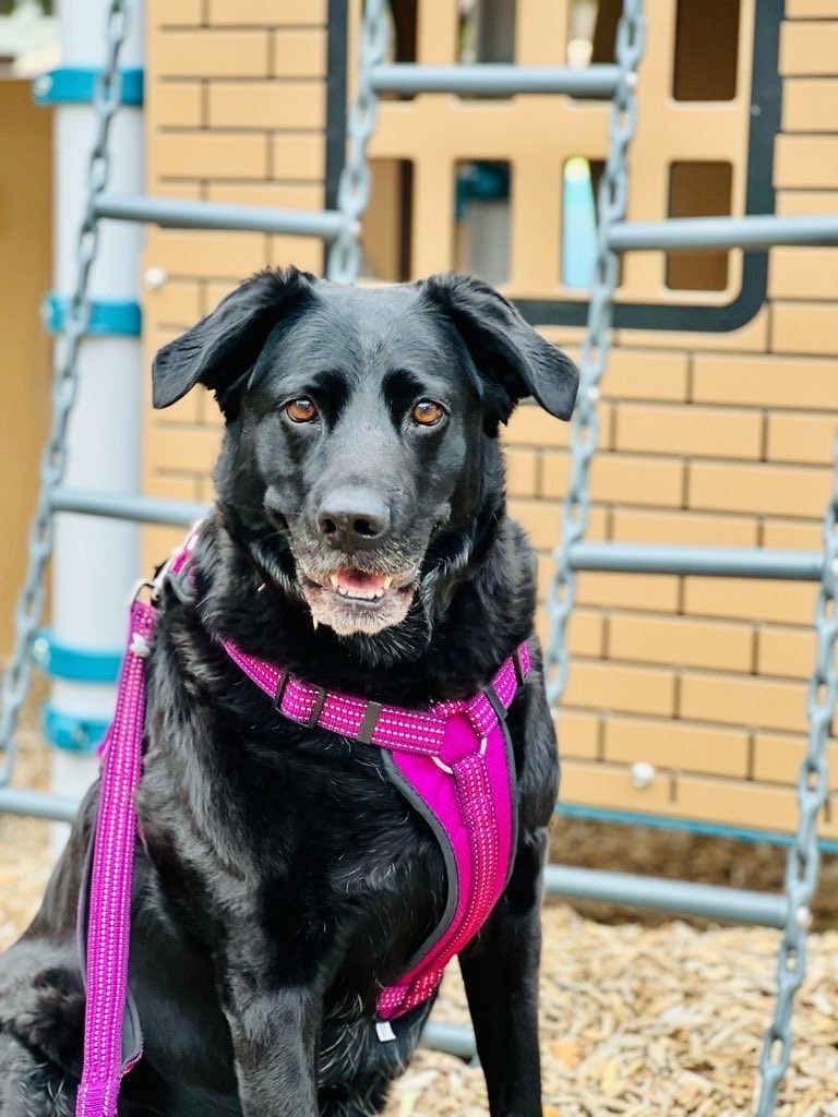 National Dog Day #iamup