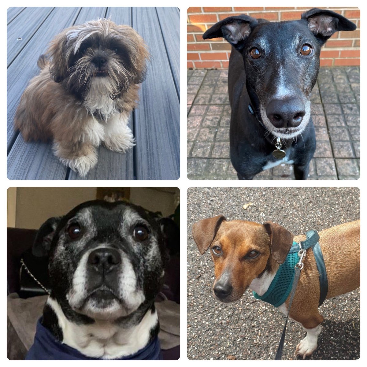 🐾 Happy International Dog Day 🐾

#InternationalDogDay
#CelebratingMansBestFriend
#PetsOfMET
