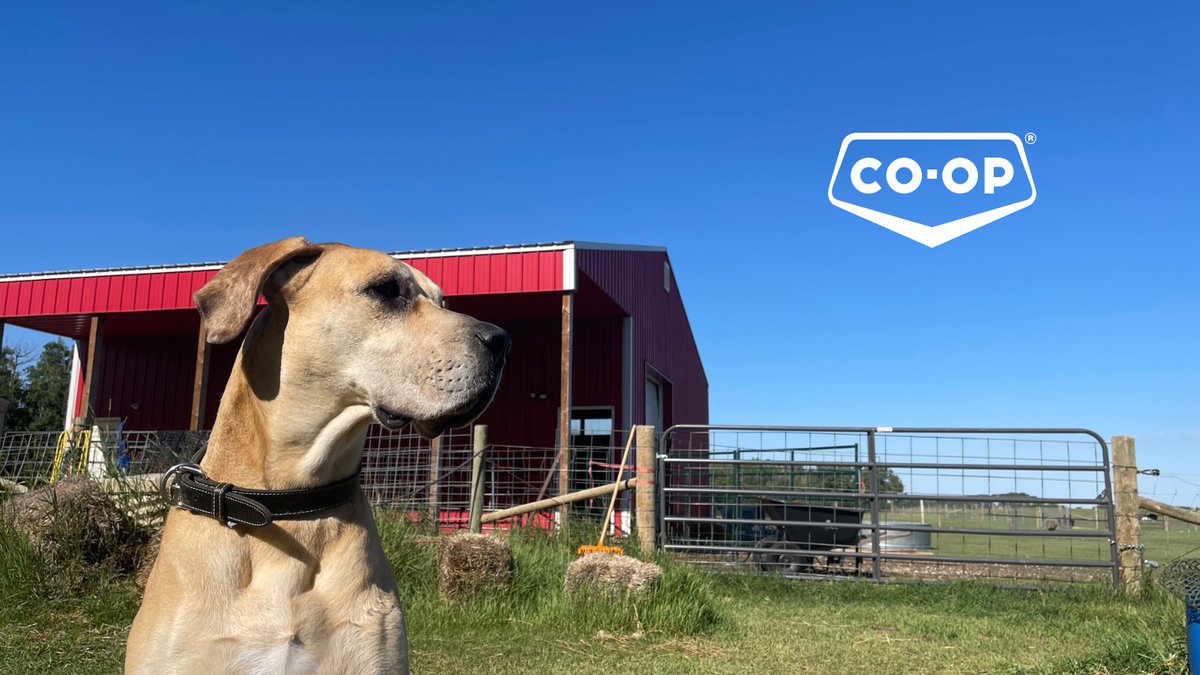 CoopCRS's tweet photo. It's National Dog Day! πΎ
Meet one of our Co-op family dogs, Willow! Share yours with us in the comments. #NationalDogDay #DogsofCoop https://t.co/nJh2NnmCBB