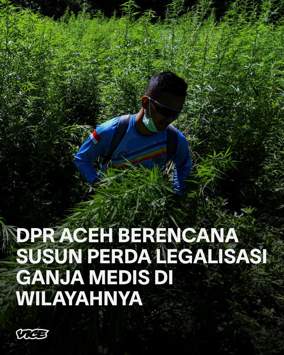 Apabila kajian ilmiah yang segera dilakukan memberi hasil positif, DPRA mengaku siap membuat qanun atau perda yang melegalkan mariyuana medis. bit.ly/3RaJbAj
