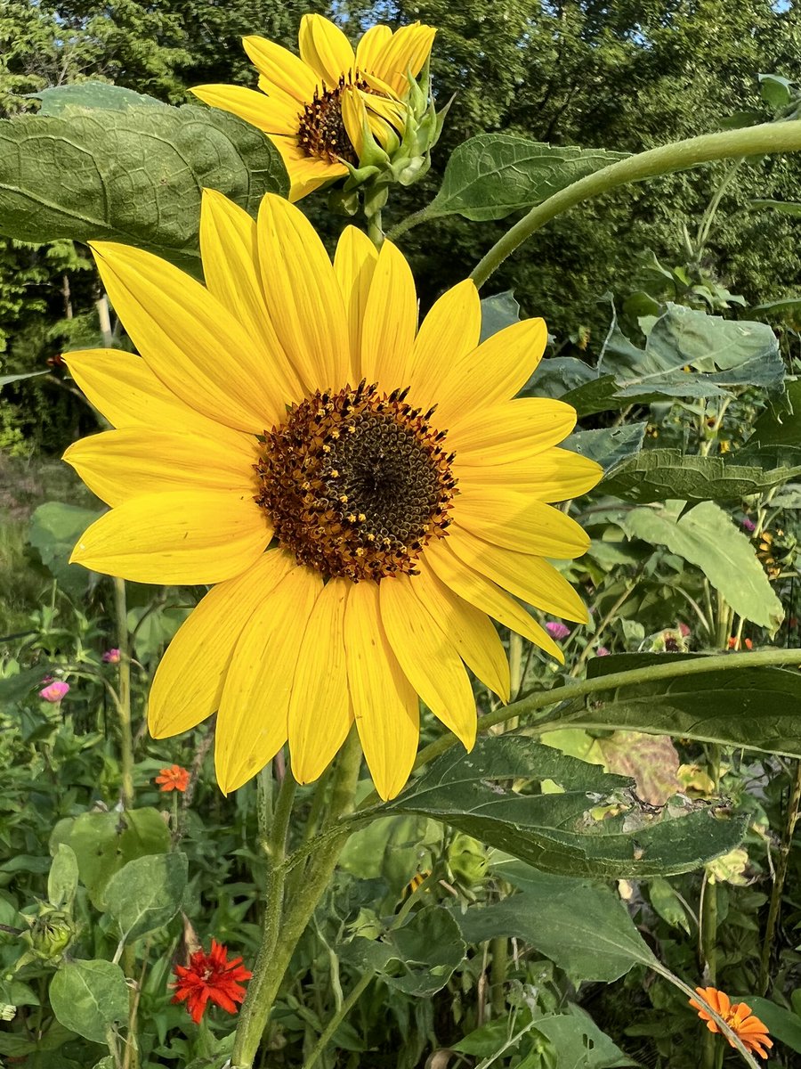 “I never learn anything talking. I only learn things when I ask questions.” #LouHoltz #ListenAndLearn #StayCurious #AskQuestions #QuoteOfTheDay #OurPES #OneChatham #Flowers #NatureHeals