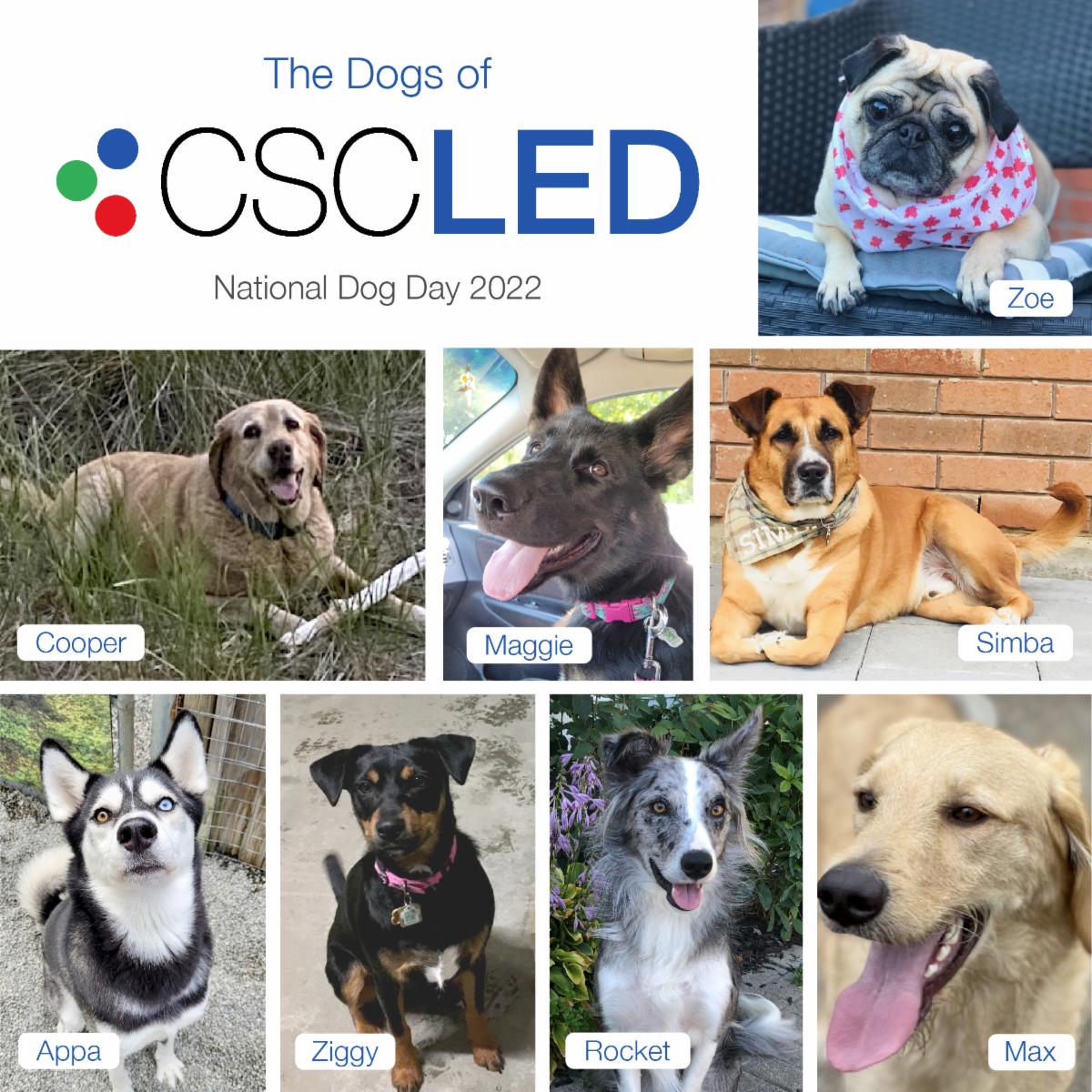 CSCLEDCORP's tweet photo. These are the smiling faces that welcome the #CSCLED staff home after a day full of lighting designs, quoting, and shipping orders! They deserve all the treats 🐶🐾
#NationalDogDay https://t.co/pCIBplym2Q