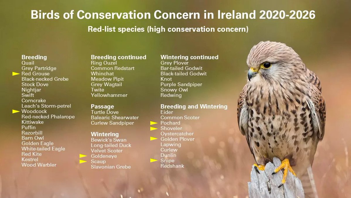 banbloodsports's tweet photo. ⚠️🐦 From next week, shooters will be free to blast these threatened red list birds of "high conservation concern" out of the sky for fun 

Red Grouse
Goldeneye
Scaup
Pochard
Shoveler
Golden Plover
Snipe 

Urge Minister @Noonan_Malcolm to, at least, save these birds from shooters https://t.co/3k8axootn6