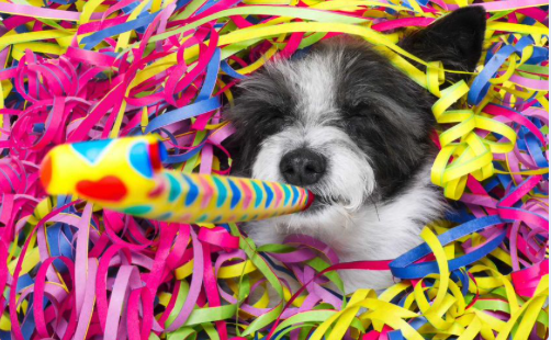 Performance_Pet's tweet photo. Today is National Dog Day! Today we raise awareness about adopting dogs who are currently in rescue centers. In addition, we celebrate dog ownership of all breeds, pure and mix. https://t.co/OINB7ecobi