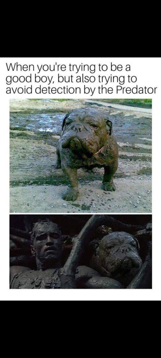 #InternationalDogDay2022 
🤣🤣🤣