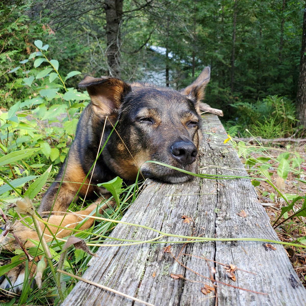 tabbrooks's tweet photo. Happy #NationalDogDay ! https://t.co/30rVNSK43y