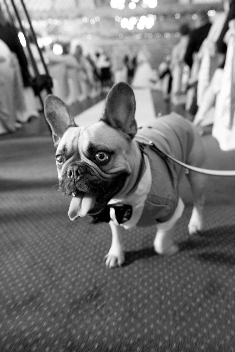 eroseshep's tweet photo. #InternationalDogDay2022 https://t.co/Y9Ts06gMh5
