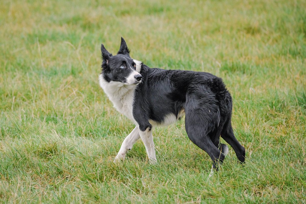 Sheepdog Editor tweet media