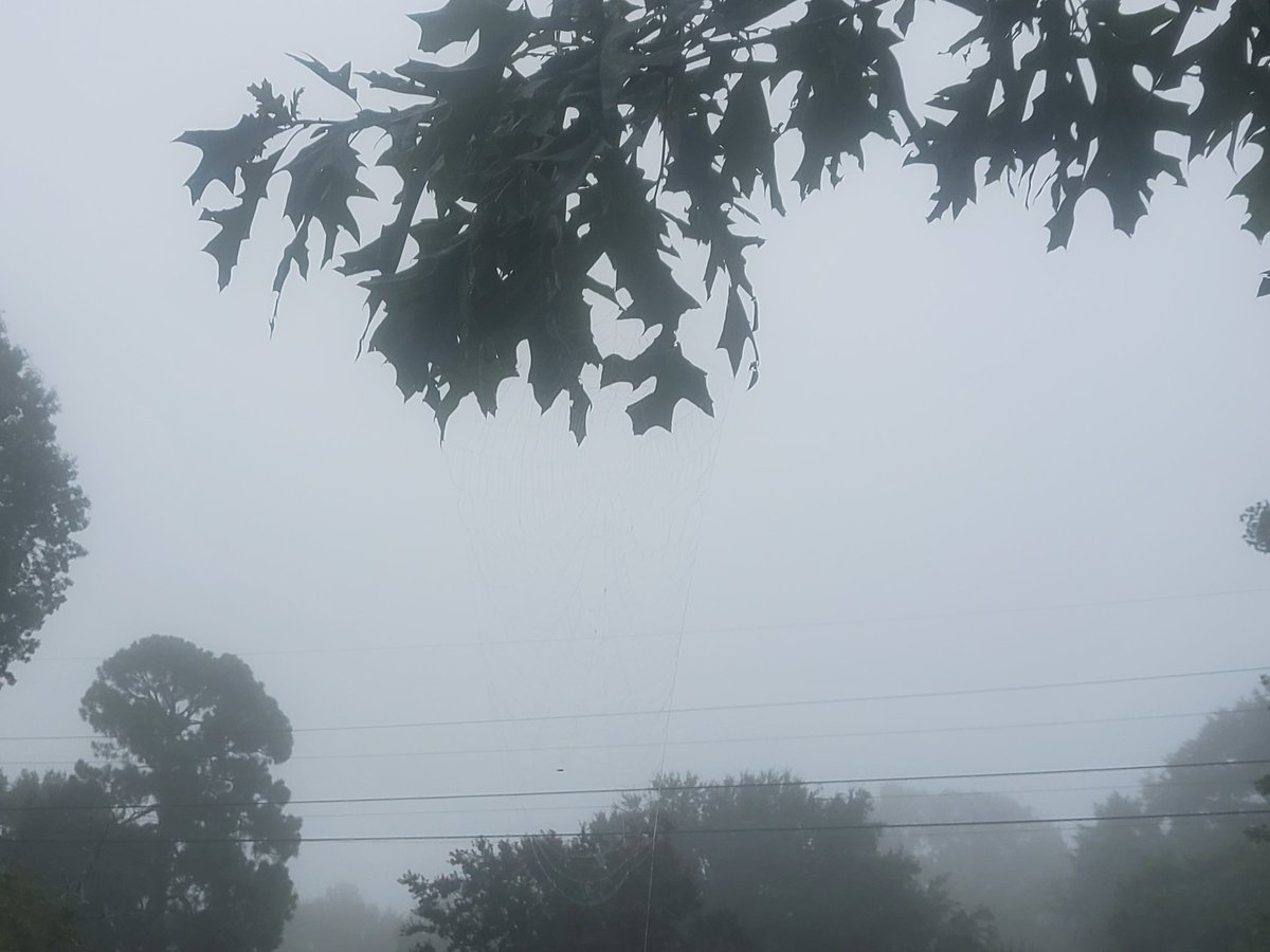 AwfLawnCare's tweet photo. #GoodMorning 

#FoggySunrise 

#spiderweb 

https://t.co/JwvKac7NQM https://t.co/BT8jBBBJ2t