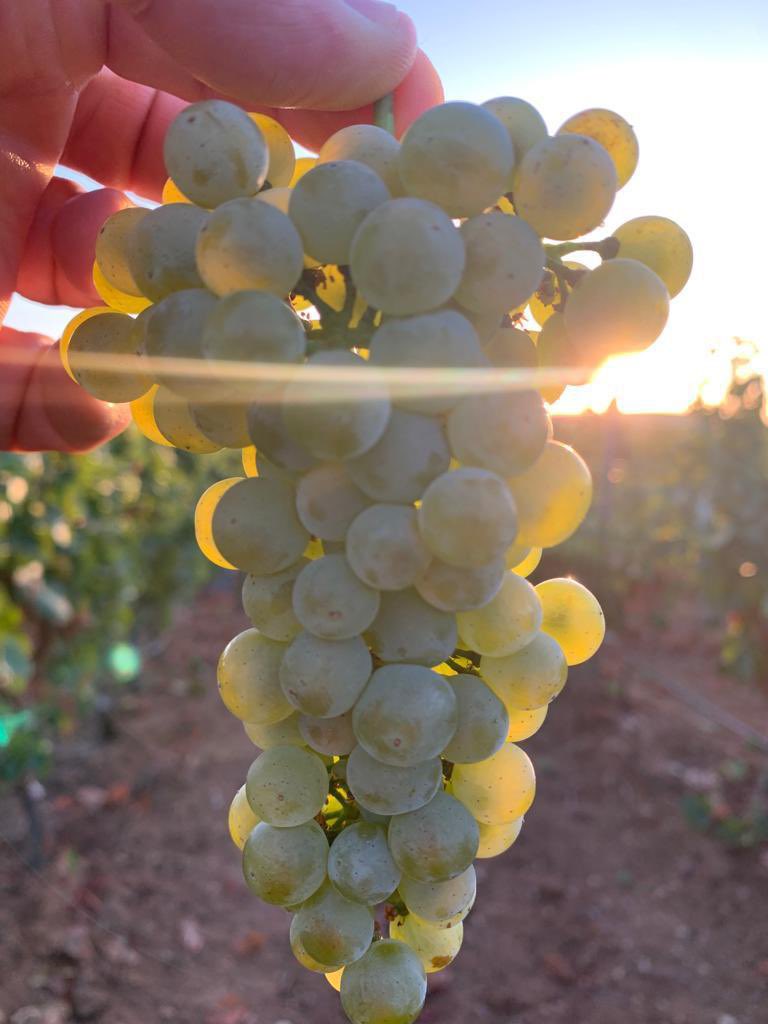 🍇¡Vendimia 2022 vamos a por ti! 

Empezamos vendimiando manualmente la variedad verdejo destinada a nuestros espumoso Yllera Colección de Familia.🍾