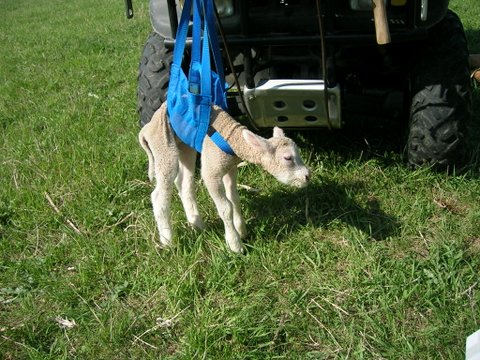 Ever seen a lamb sling? When ewes had multiple lambs, Melissa would stash one in the sling while she ear-tagged the other one. Less chasing that way. 🙂
