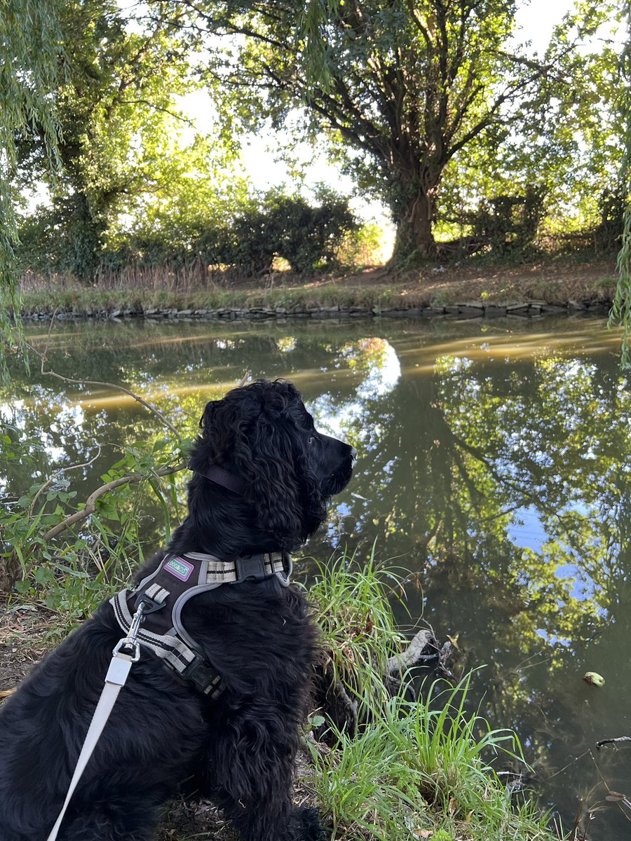 CallumScobieTax's tweet photo. Celebrating #InternationalDogDay with a sunny walk with Oscar using the excellent flexible working benefit that @Ellacotts provide ☀️

Check out our vacancies below if you are interested in a healthy work-life balance👇 

https://t.co/GjTKgmPTNk https://t.co/xhxax8F31O