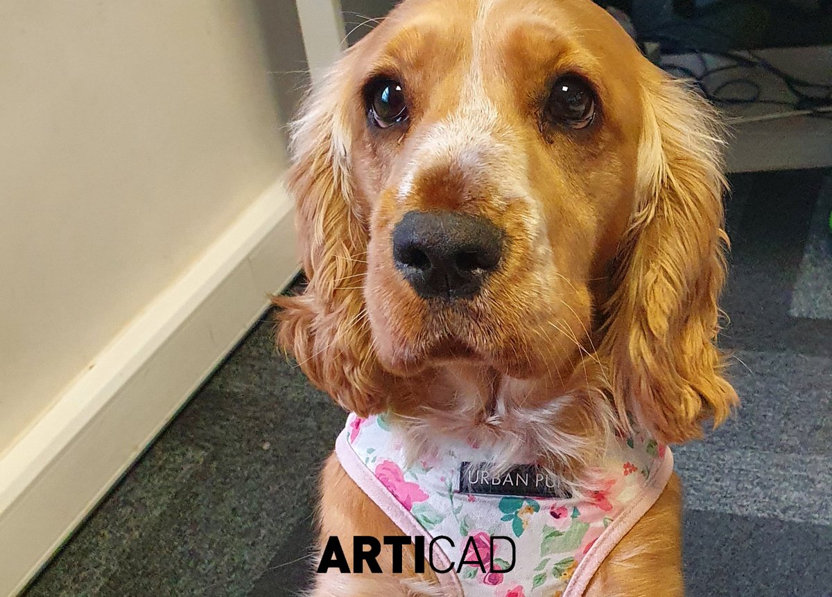 Celebrating our furry little recruits here at ArtiCAD for #internationaldogday 🐾🐶 Our days are always brighter when they are around 😍 Pictured left to right, we have Paddy & Bee, Kipper (our latest recruit), Roxy & Mango, and Koffee. #articad #officedogs