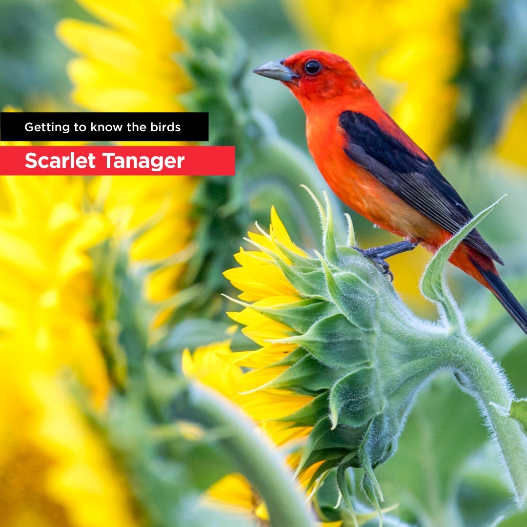 BirdsBeans's tweet photo. Male Scarlet Tanagers are among the most recognizable with bright red bodies and black wings and tails. However they’re some of the most difficult to spot as they live high in the forest canopy. #organicliving #organicproduct #coffee #coffeeculture #coffeegram #thebirdingsquad #e https://t.co/oIp3kYXMaw