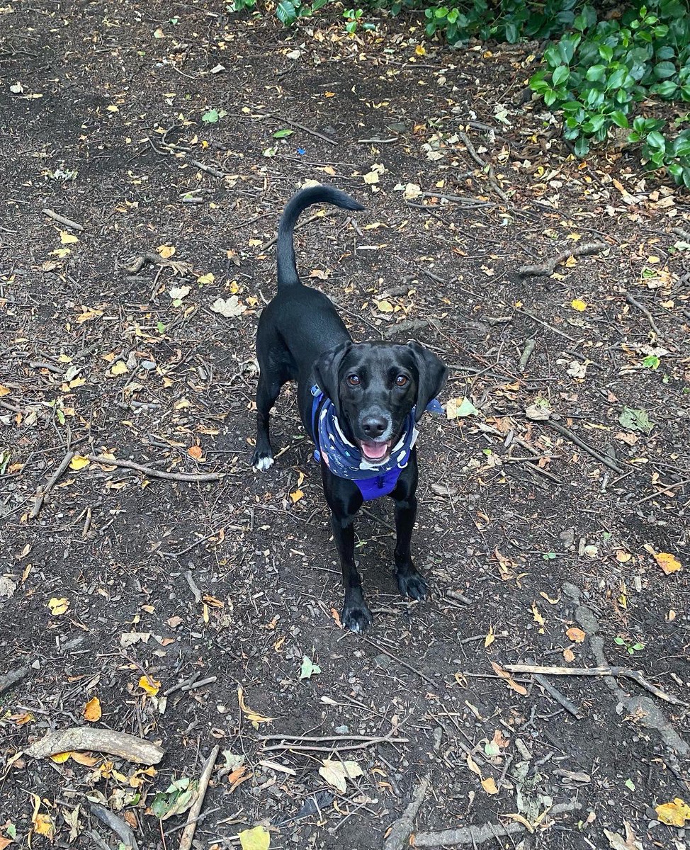 govangal68's tweet photo. It’s #InternationalDogDay2022 so here are our 2 saying hi! Buddy 🐕🦺 who’s just 18 months old, has been with us just 10 days after arriving from #LostPaws in Cyprus & Philly is a sprightly @DogsTrust #Glasgow 13yo - both #VeryGoodDogs & brighten up life in G51 ❤️ https://t.co/hiNUoQ9N9z