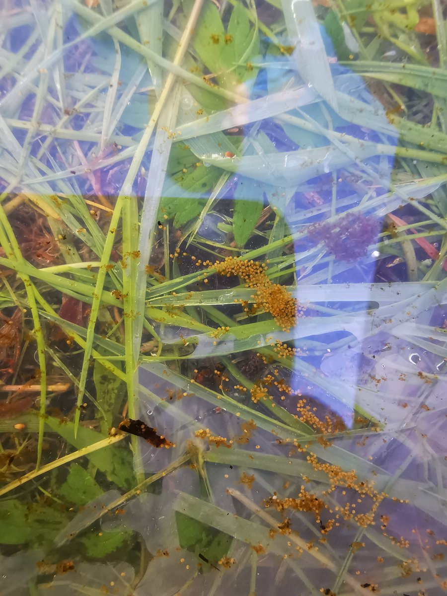 FHPohjanmaa's tweet photo. Tänä kesänä Isojokeen on tuotu kasvamaan yli 100 000 pientä jokihelmisimpukkaa! Huippu aloitus LIFE Revives hankkeelle! 🌱Tätä sopii juhlistaa @suomenluonnonpv :nä!
#suomenluonnonpäivä https://t.co/TPbZlw0Ecn