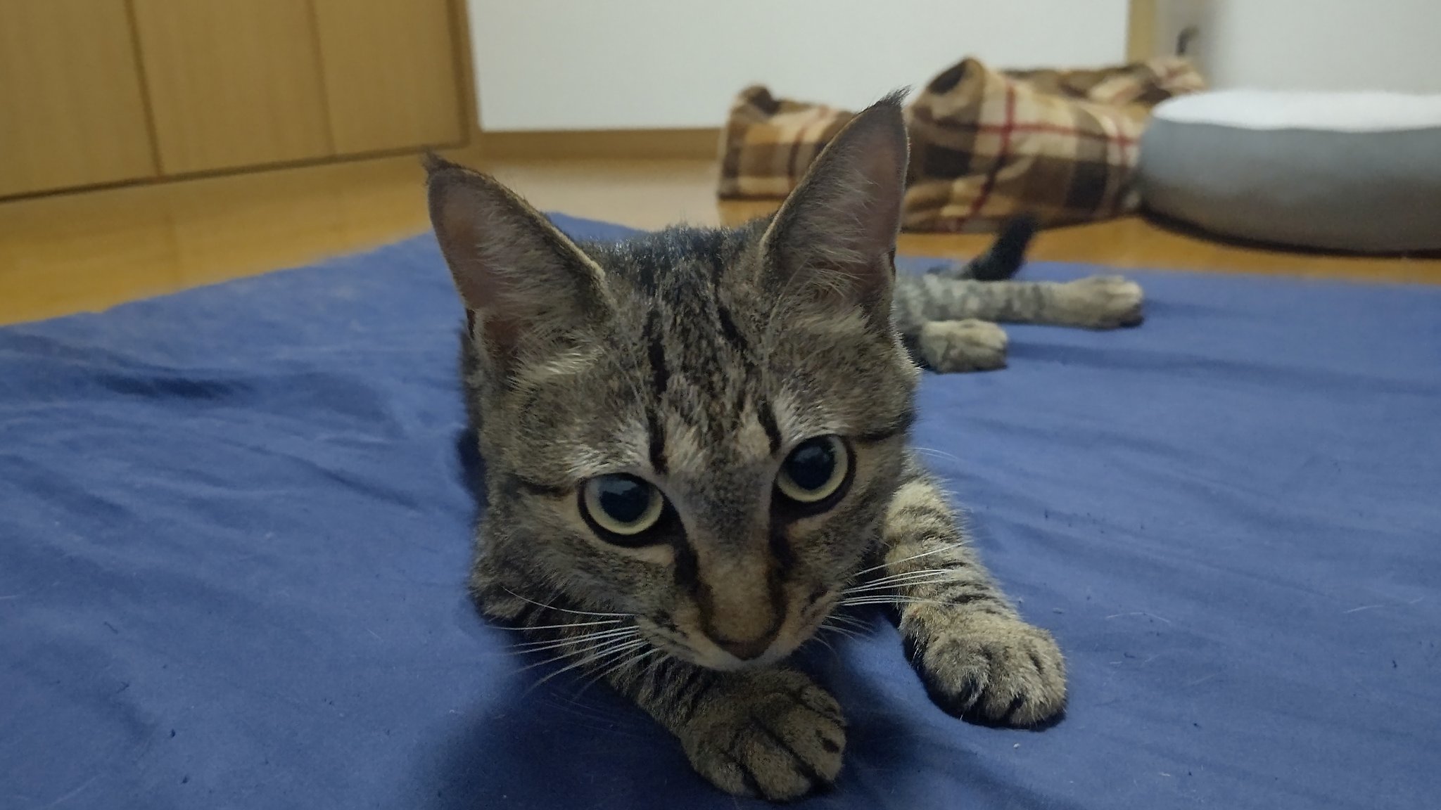 クワバラサトシ Sk Jonny Twitter