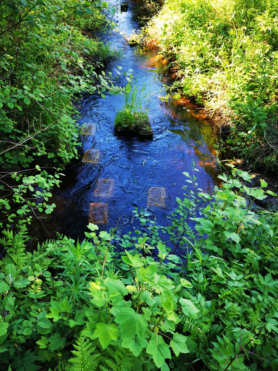 FHPohjanmaa's tweet photo. I sommar har över 100 000 små flodpärlmusslor anlänt till Lappfjärds å-Storå. En fin start på LIFE Revives att fira nu på #FinskaNaturensDag, som årligen infaller sista lördagen i augusti! 🌱 
#LIFERevives #flodpärlmussla https://t.co/KeHSHsDNDL