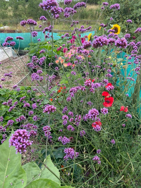 AthboyClg's tweet photo. Athboy Allotments, Tidy Towns, Fr Murphys Athletic Club, so many opportunities available why not talk to us at Athboy Community Employment today. https://t.co/MWNV8KM6dn