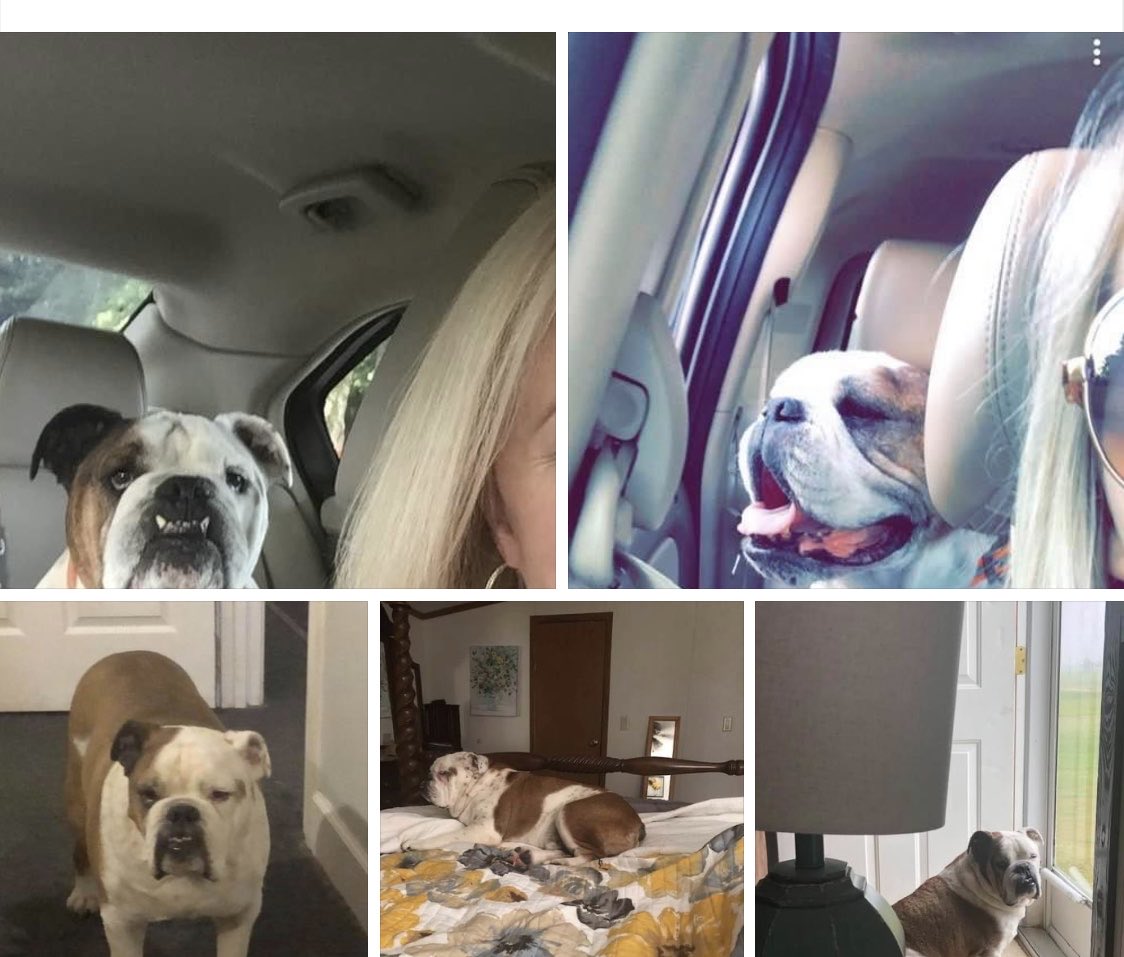metalfabgirl's tweet photo. I miss my handsome man! He made everyone smile!! #Sampson #DamnDog. #NationalDogDay https://t.co/gOCz7yaqAL