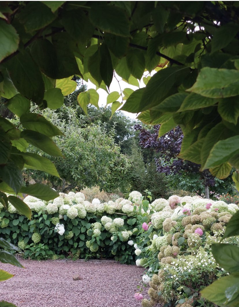 A little view through the archway in our garden. Hydrangeas being supported by our plant girdles 💚🤍💚 
#plantsupportsuk #plantsupports #garden #GardeningTwitter #gardendesign #gardendesign 
plantsupports.co.uk