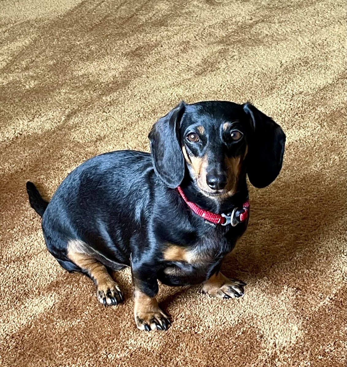 rodrideout1's tweet photo. Happy International Dog Day Scarlett https://t.co/MMMhtTjbkk