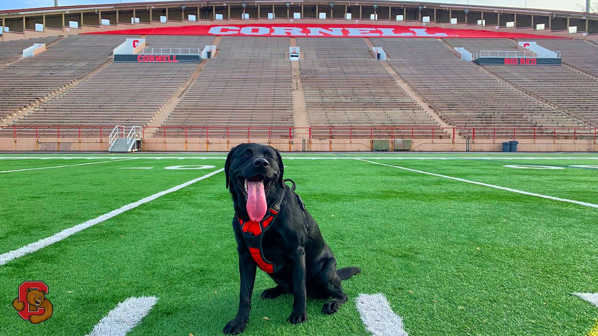 CornellSports's tweet photo. It's National Dog Day! Show us your dogs! Bonus points for @cornell scarves, bandanas and other accessories! #NationalDogDay #YellCornell 🐻 🐶 https://t.co/WA4CP4hhEu