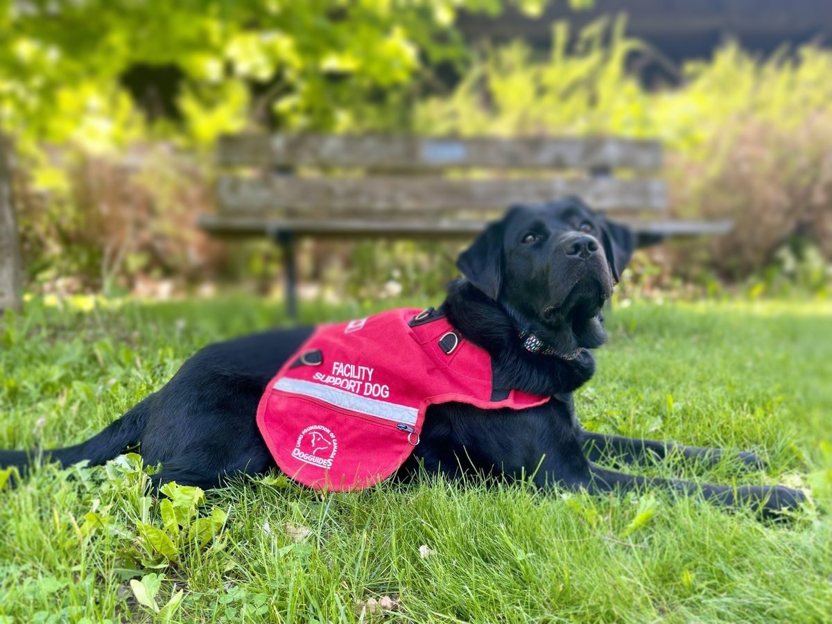 RadiusChild_Yth's tweet photo. Today is #InternationalDogDay and we want to take this opportunity to thank Lexus, our therapy dog and head of Radius’ RUFF Program for all that she does for the children & families we serve! We're lucky to have you Lexus!
#RUFFProgramLexus #FacilityDog #TherapyDog #WorkingDog https://t.co/Xqbog3Bume
