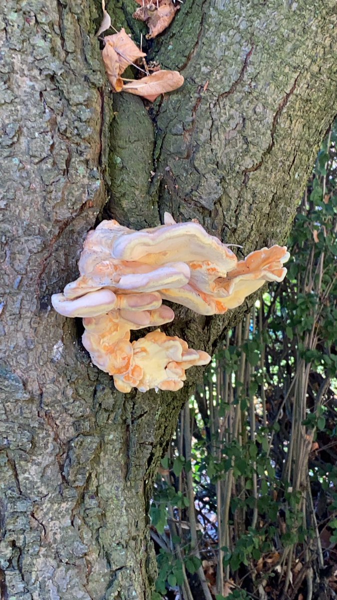 Maybe this is the year I learn more fungi identification…Found this one on my walk to the university this morning. Is this Chicken of the Woods (Laetiporus sulphureus)? #fungi #namethatfungi