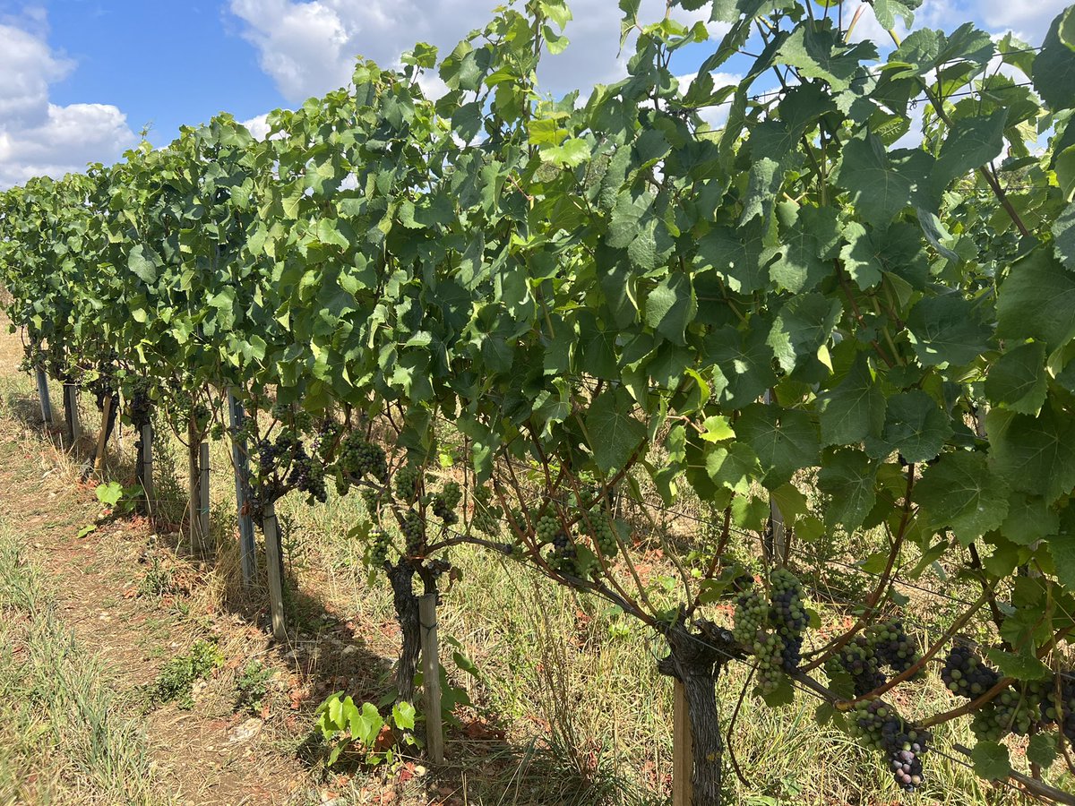 17.7mm of rain yesterday will do wonders for these vines. Beautifully balanced canopy this year.