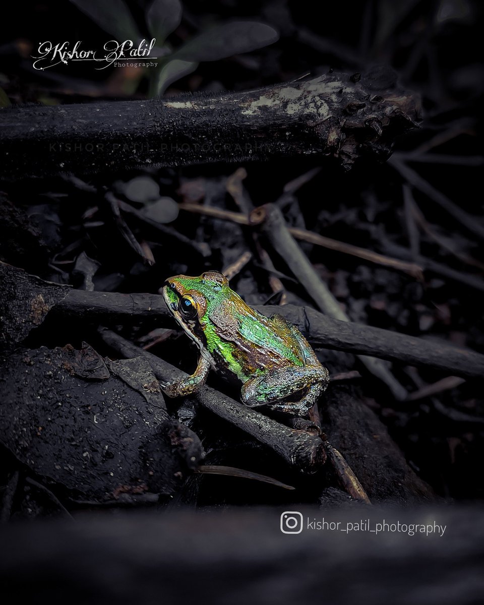 Kishor_patil__'s tweet photo. Froggy 🐸
Mobile Photography 📸📲

Click on: Redmi Note 7 Pro

#Frog #smallfrog #frogs #green #animal #nature #NaturePhotography #photography #photographer #wild #wildlife #Beautiful #forest #cute #Beautiful #mobilephotography https://t.co/AKugoJNuFA