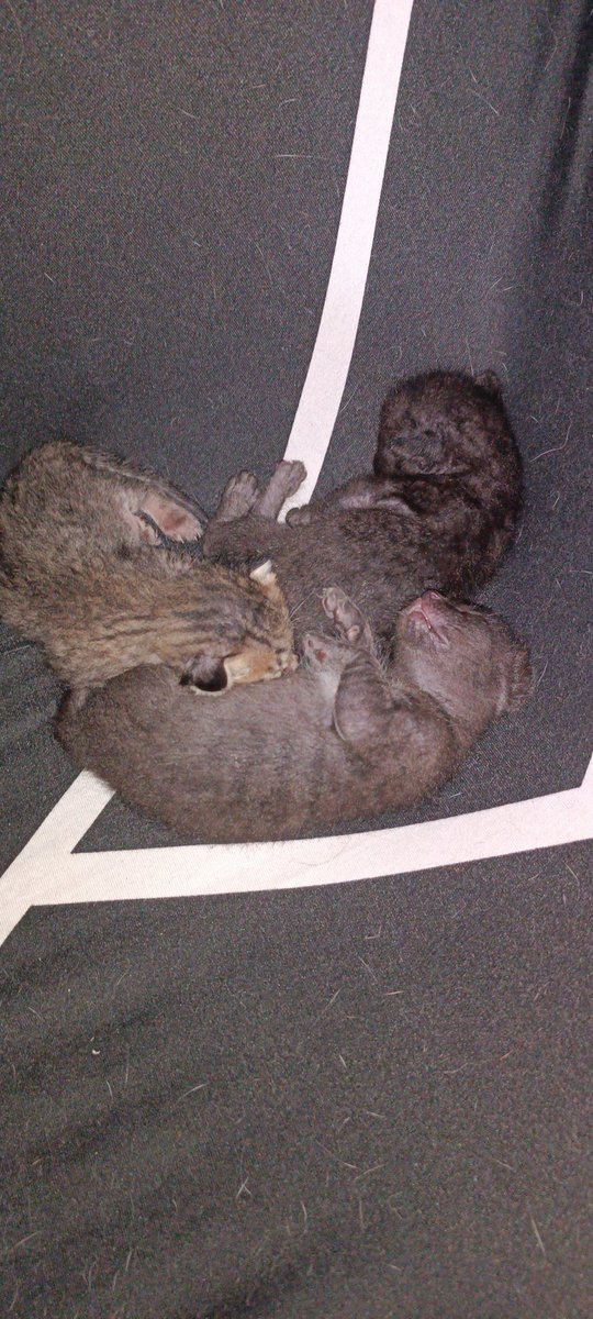 LeoAdesna's tweet photo. 22 years old and already a grandfather of three. Nice. https://t.co/kM81VwCGv3
