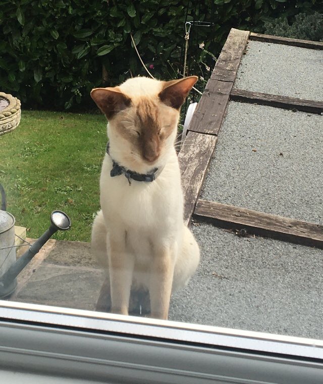 Diablo_Siamese's tweet photo. I just can’t move with out my #CatStalker #HandsomeDevil #BornFree #OutdoorLife @jolenehunter #CatsofTwittter #catsofinstagram https://t.co/esu01QJbmh