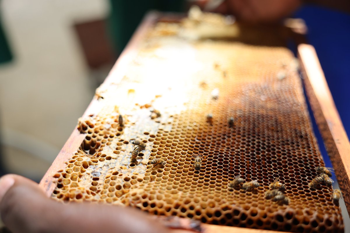 ExportStLucia's tweet photo. A national strategic plan is currently being developed for Saint Lucia's honey industry 🍯.
Read the attached press release to find out more.
#exportsaintlucia #honey #capacitydevelopment #competecaribbean #tradedevelopment https://t.co/TTKkIGPJHY
