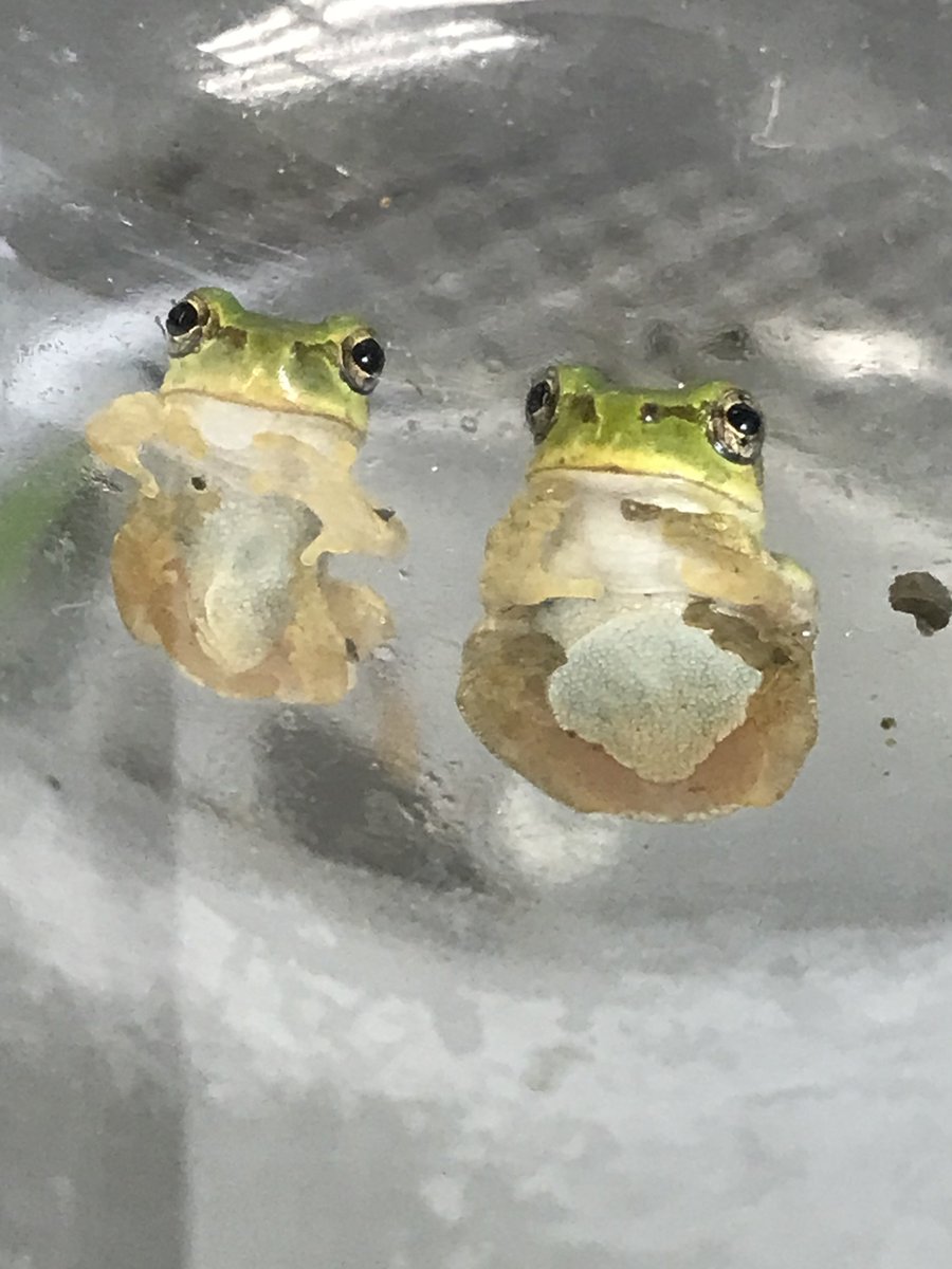 ひらこー生物飼育部 Twitter Search Twitter