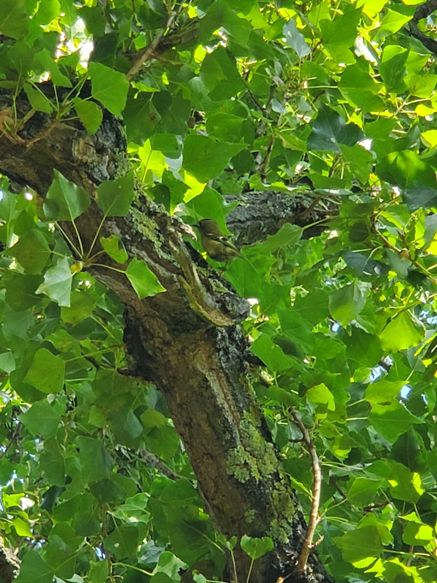 gouldmovements's tweet photo. Can anyone help me ID this small agile tree climber seen at Stationers Park? A little larger than a goldcrest or wren and very acrobatic, sometimes upside down on branches @HarringayBirder @LizIxer https://t.co/wbFhhZBQ2y
