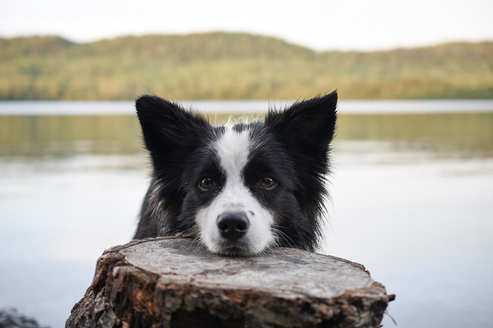 Who brings their favourite pup along for the #30x30Challenge? Let's see pics of your nature dog! 🐕 #HPHP #NationalDogDay