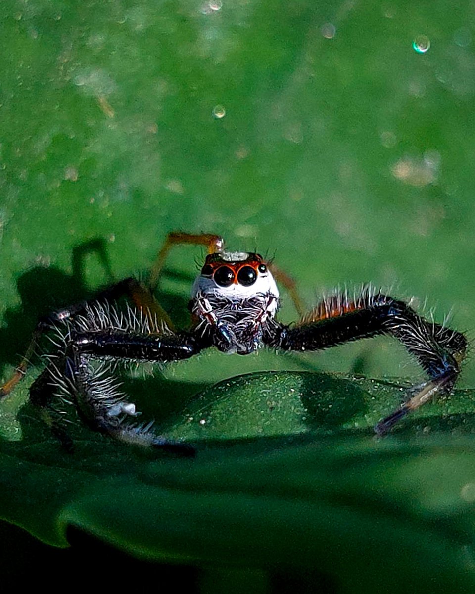 Rajeevprpr's tweet photo. Eyes of innocence
#spider #nature #photography #spidersofindia #green #macrophotography #samsunggalaxyaseries https://t.co/WXtdNXtPC8