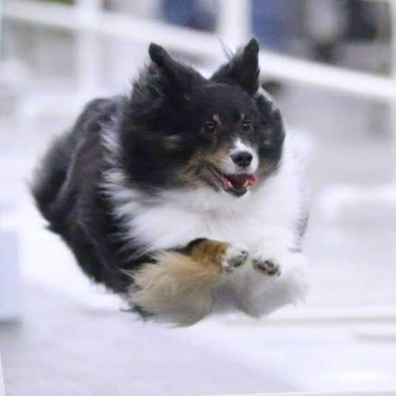 Remembering my old gang on International Dog Day! #InternationalDogDay