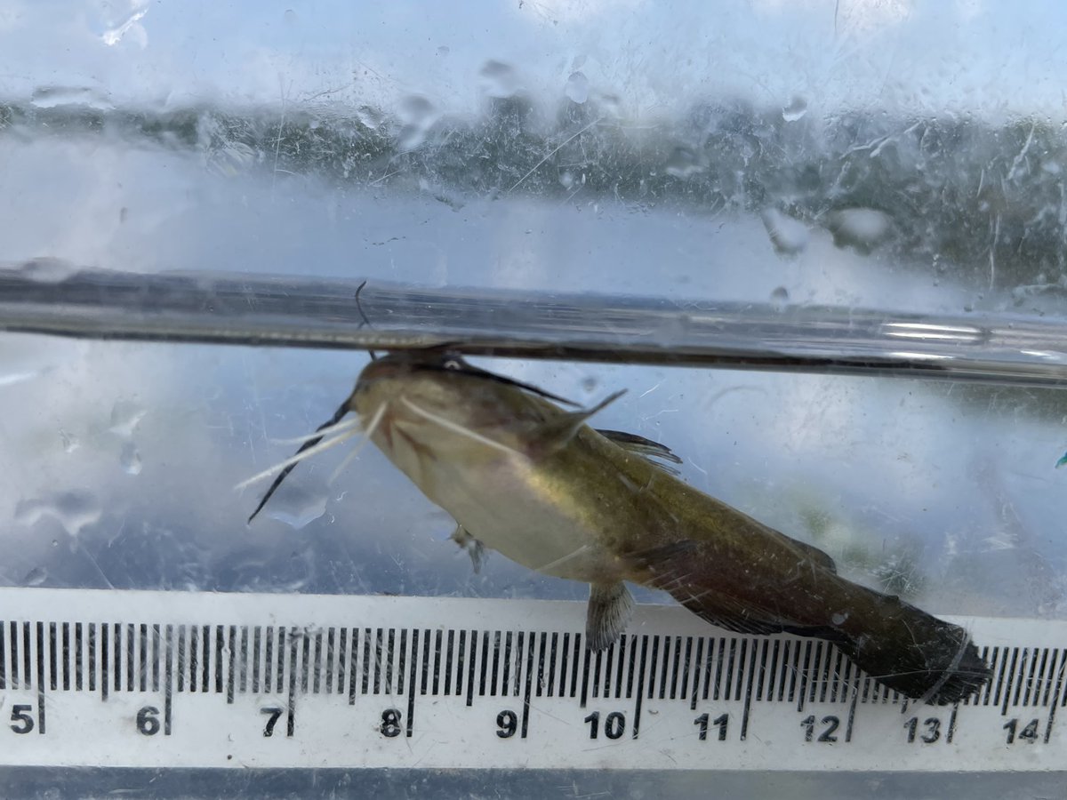 EmilyRLechner's tweet photo. Here are some fish that were caught in the wetland while #seining. Photos are of a yellow #bullhead, yellow #perch and a largemouth #bass. https://t.co/0CLYucSP2W