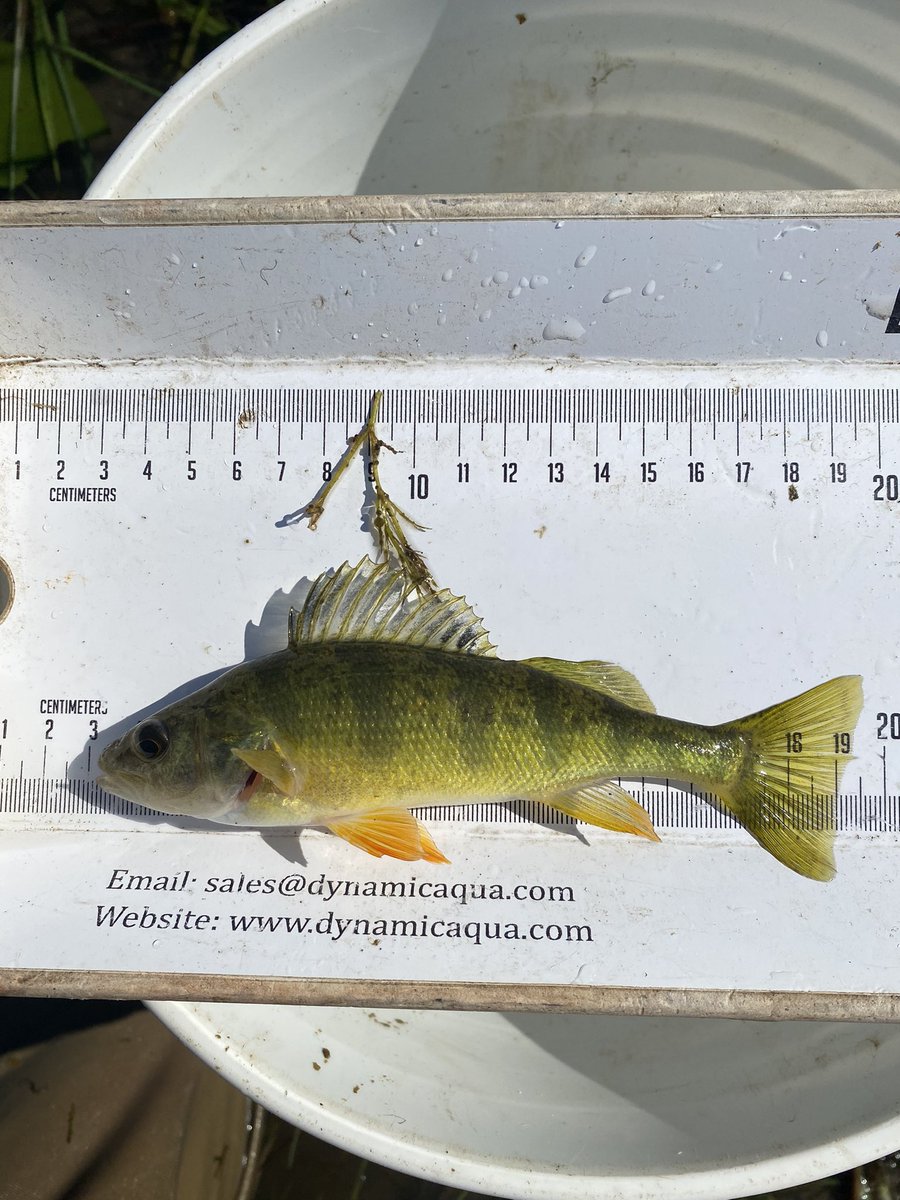 EmilyRLechner's tweet photo. Here are some fish that were caught in the wetland while #seining. Photos are of a yellow #bullhead, yellow #perch and a largemouth #bass. https://t.co/0CLYucSP2W
