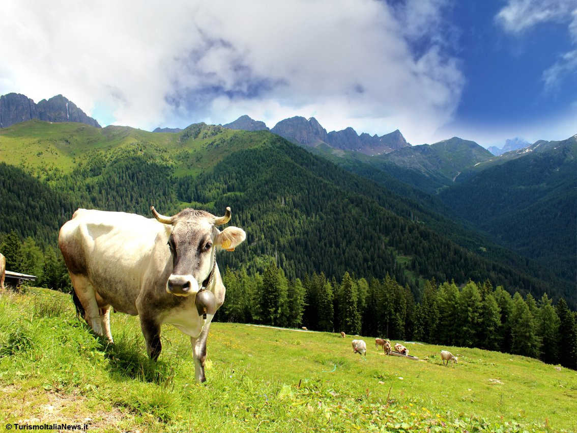 TurismoItaliaNw's tweet photo. Il Trentino stende il “tappeto rosso” a capre e mucche che tornano dai pascoli: appuntamento con la tradizione della Desmontegada
Leggi la notizia https://t.co/zMSCc61ryu
#trentino #Desmontegada #visittrentino #puzzonedimoena #turismo #alpinepearls @AlpinePearls @visitfiemme https://t.co/IjJDdif8JC