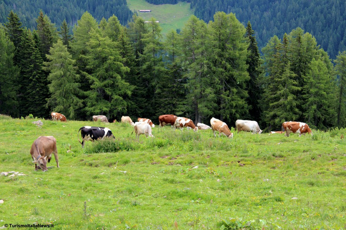 TurismoItaliaNw's tweet photo. Il Trentino stende il “tappeto rosso” a capre e mucche che tornano dai pascoli: appuntamento con la tradizione della Desmontegada
Leggi la notizia https://t.co/zMSCc61ryu
#trentino #Desmontegada #visittrentino #puzzonedimoena #turismo #alpinepearls @AlpinePearls @visitfiemme https://t.co/IjJDdif8JC