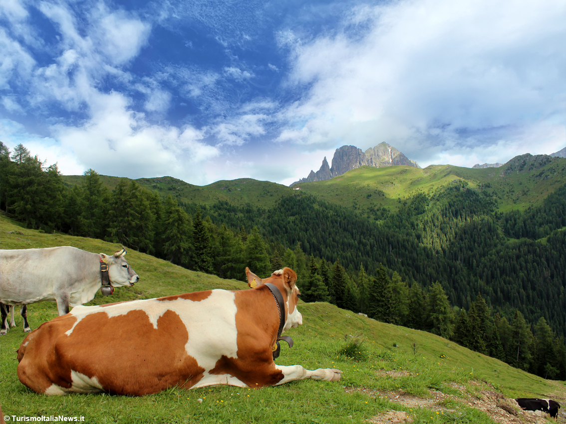 TurismoItaliaNw's tweet photo. Il Trentino stende il “tappeto rosso” a capre e mucche che tornano dai pascoli: appuntamento con la tradizione della Desmontegada
Leggi la notizia https://t.co/zMSCc61ryu
#trentino #Desmontegada #visittrentino #puzzonedimoena #turismo #alpinepearls @AlpinePearls @visitfiemme https://t.co/IjJDdif8JC