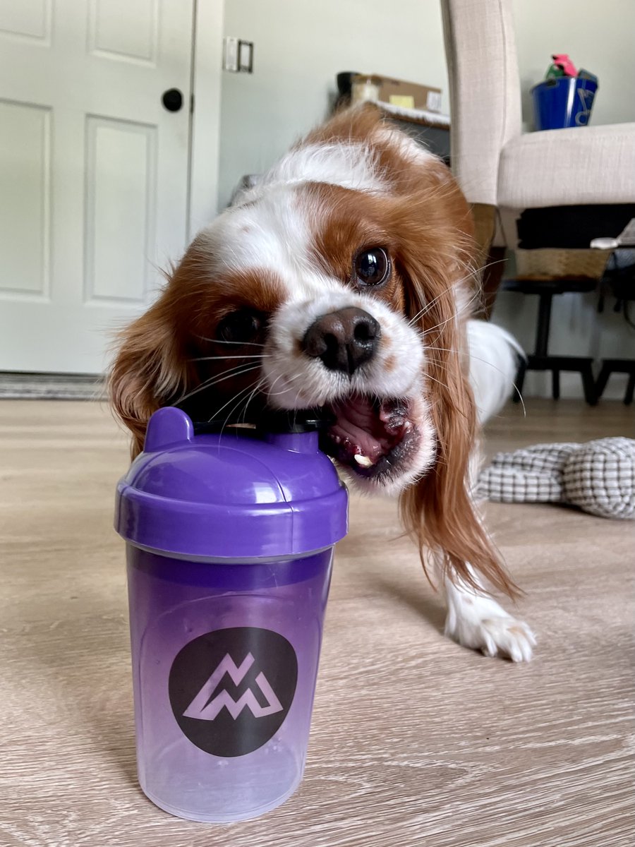 Happy #NationalDogDay from the Madrinas Team pups! 

All the mlems &amp; bitties🐶